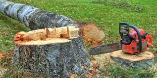 Best Tree Trimming and Pruning  in Pleasant Grove, AL